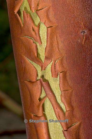 arbutus menziesii bark 3 graphic